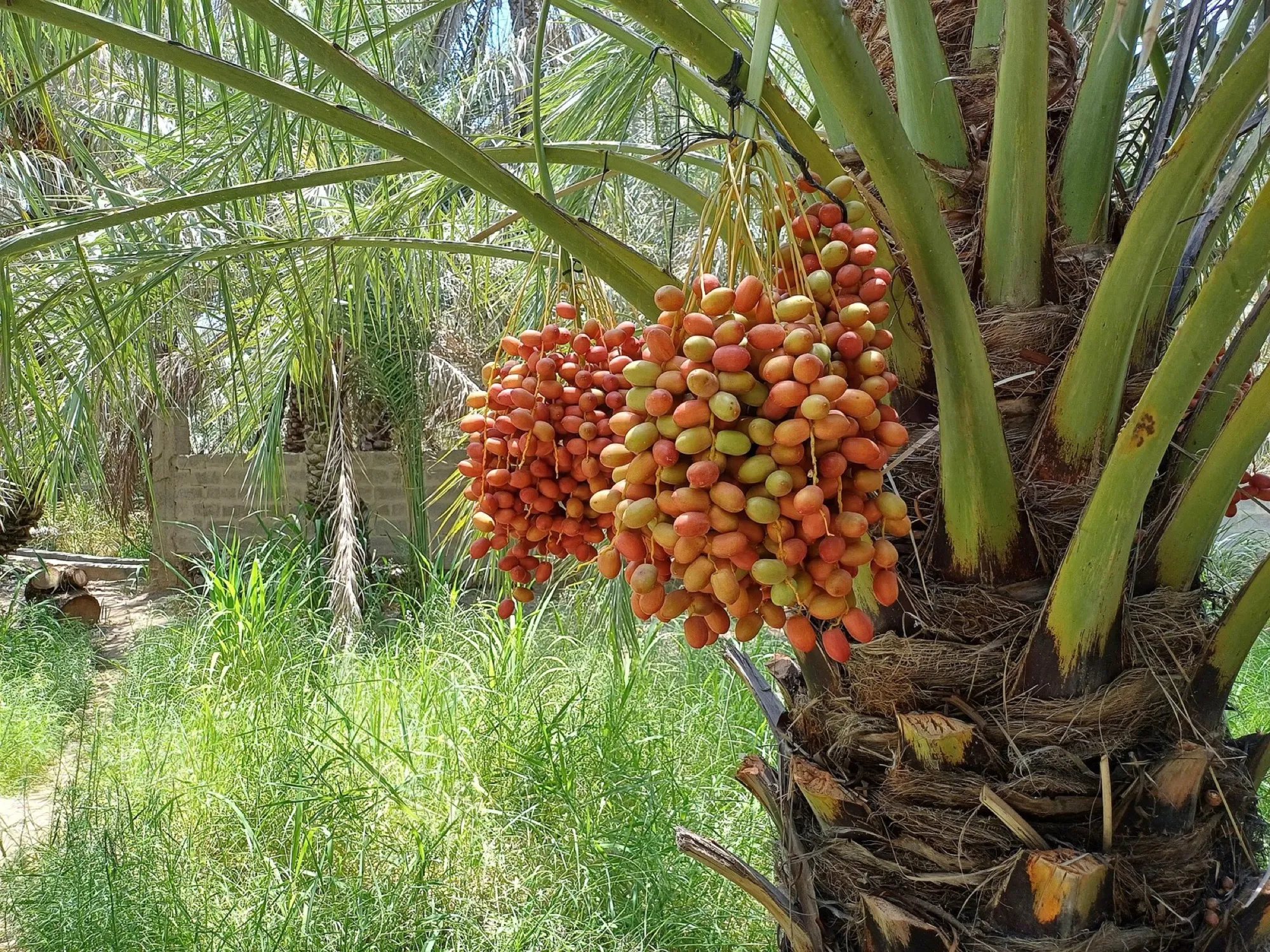 Dates ripening on a palm in a garden of the Al Ain Oasis