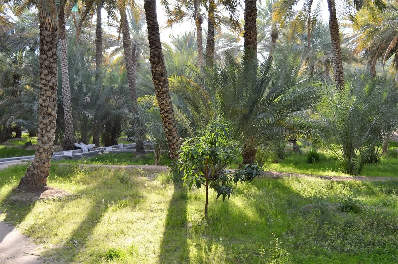 Date palms and green ground cover beside a path in Al Ain Oasis