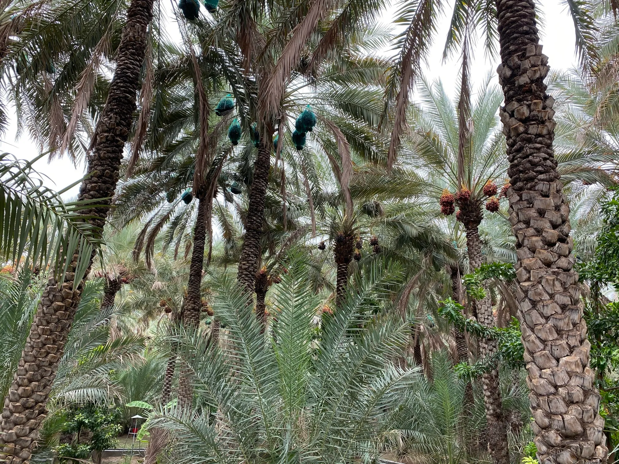 Date palms and irrigation channels inside Al Ain Oasis
