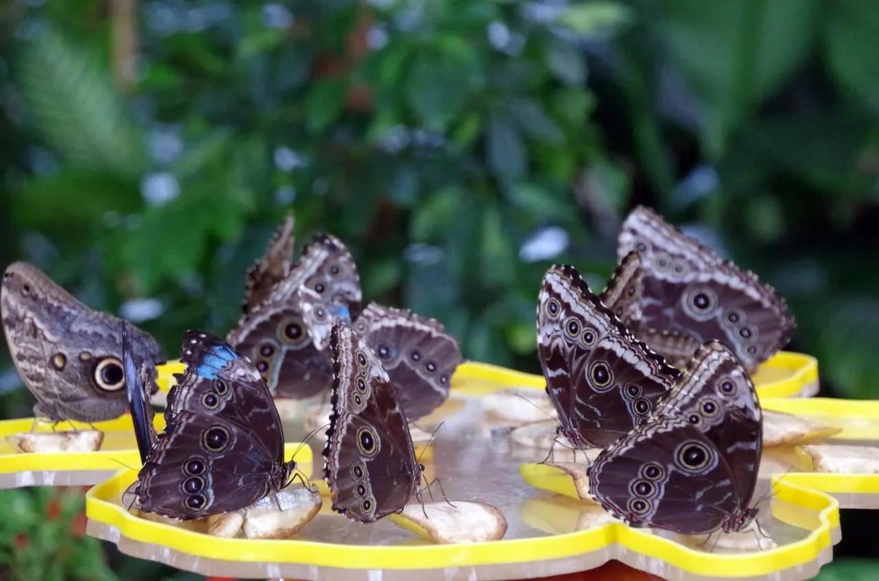 Butterflies feeding on fruit inside Dubai Butterfly Garden