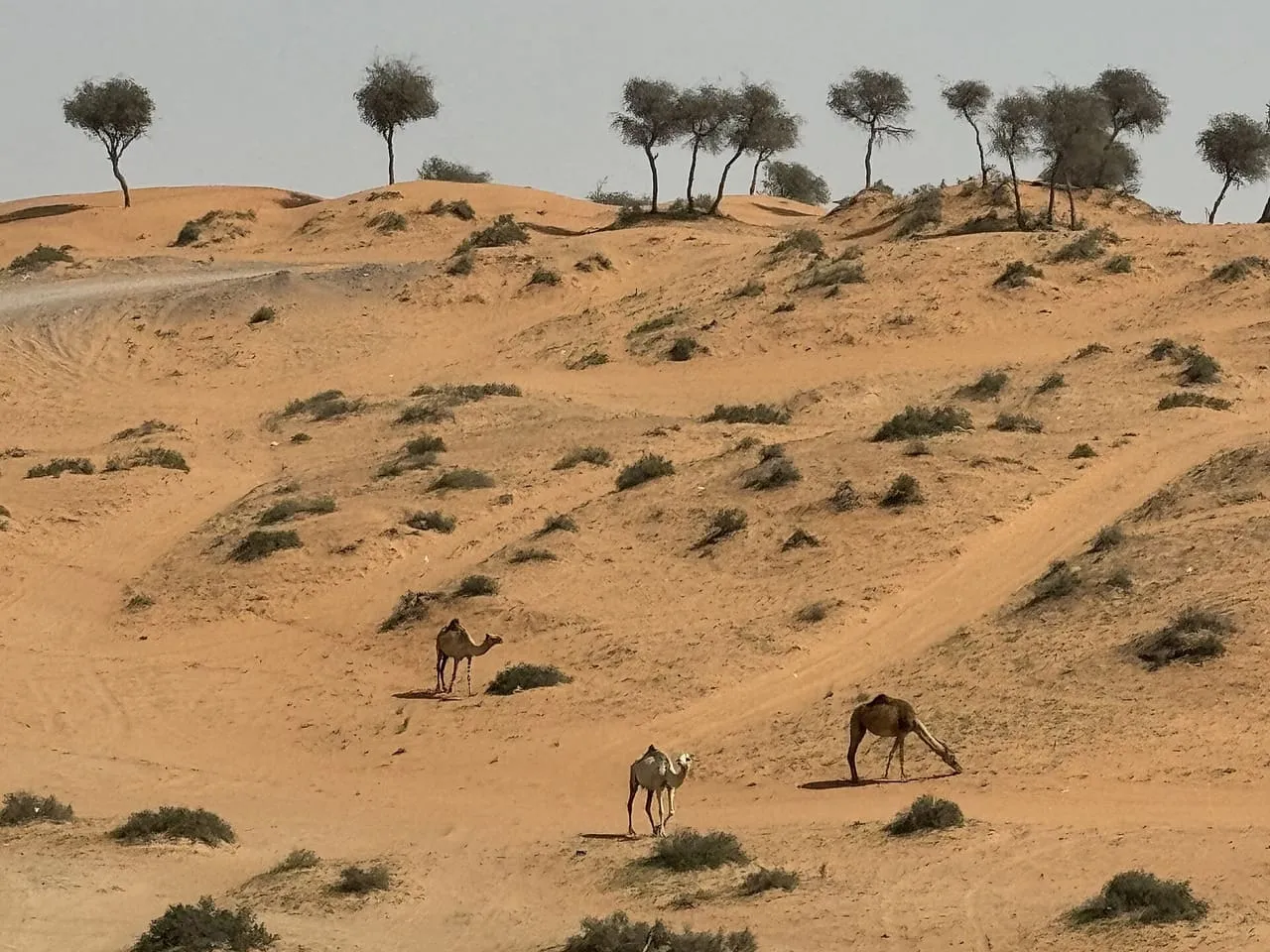 Camels grazing on a shrub-dotted dune slope in the Al Wadi desert, Ras Al Khaimah