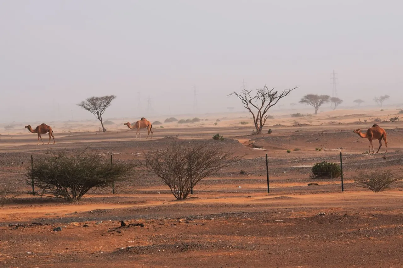 Camels walking past desert trees and a fence at a camel farm in the Sharjah desert