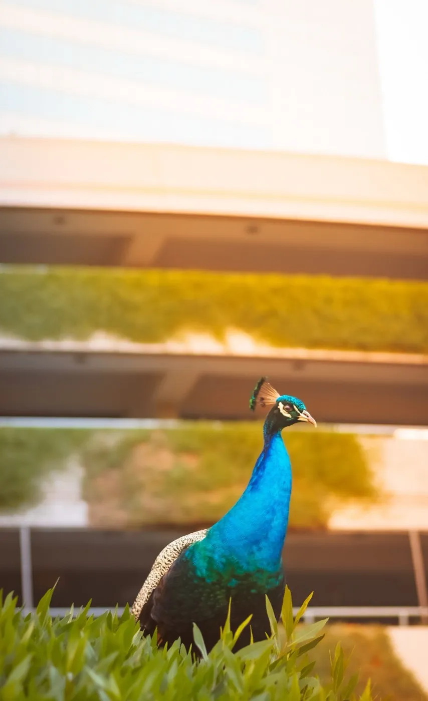 A peacock perched on a railing at sunset in DIFC, with the district’s buildings behind