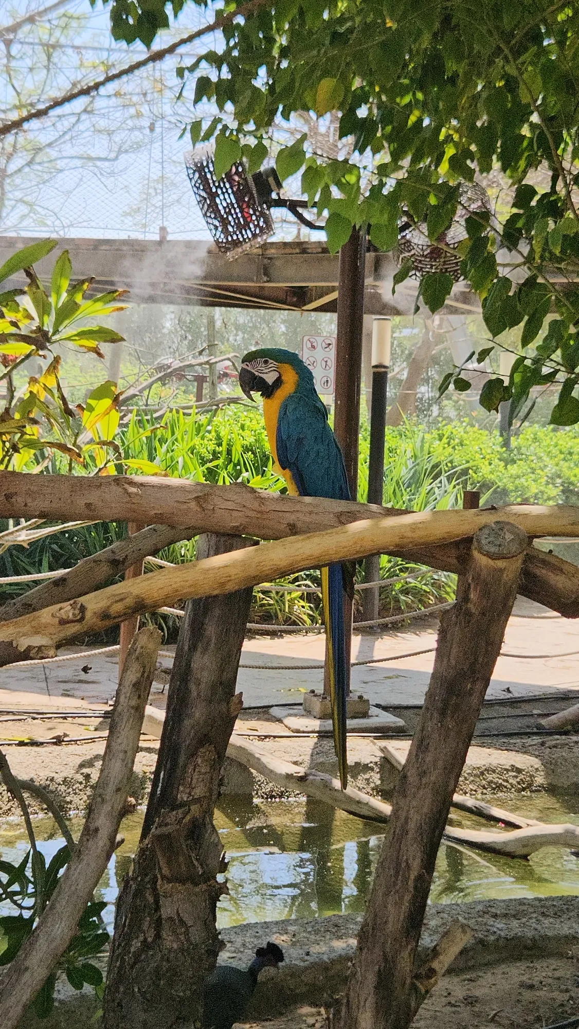 A blue-and-gold macaw perched on a wooden rail in an aviary at Dubai Safari Park