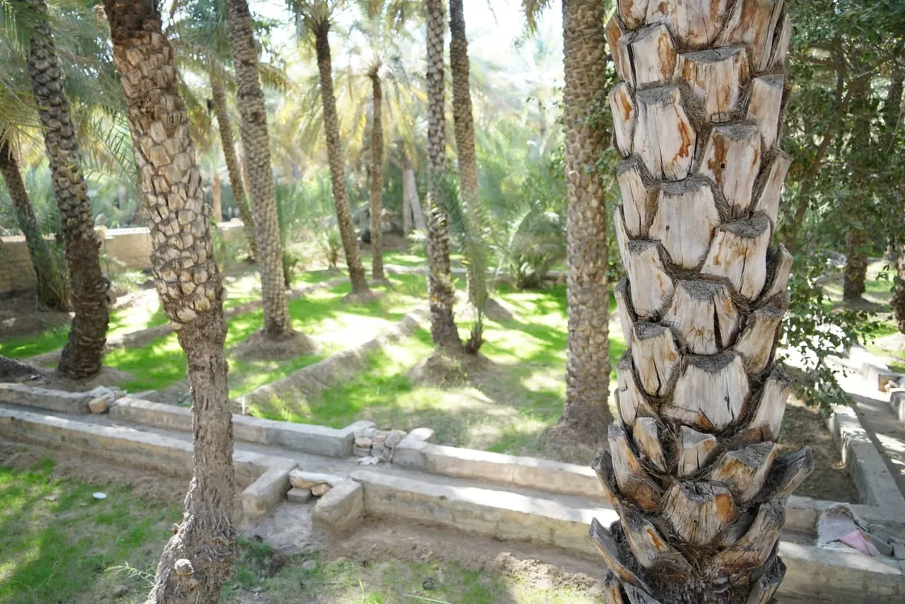 A falaj channel running between date palms in Al Ain Oasis