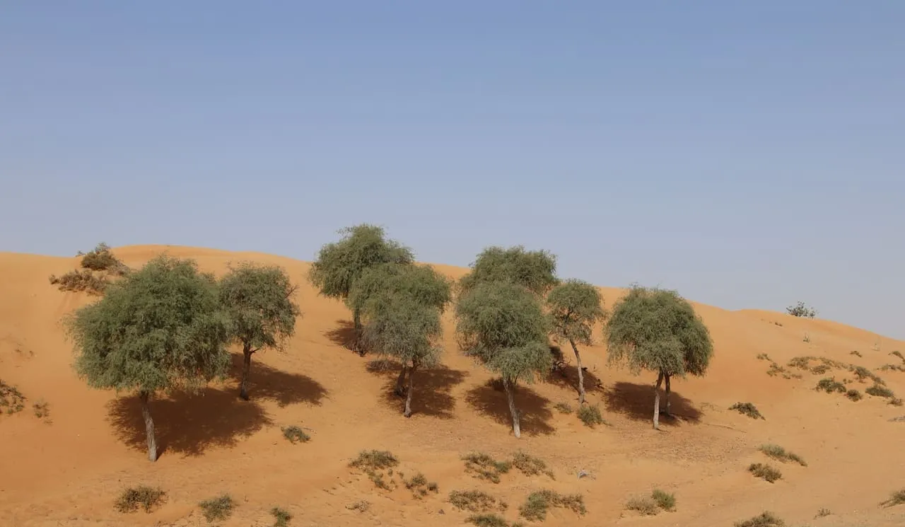 Ghaf trees growing on a sand dune in the Sharjah desert