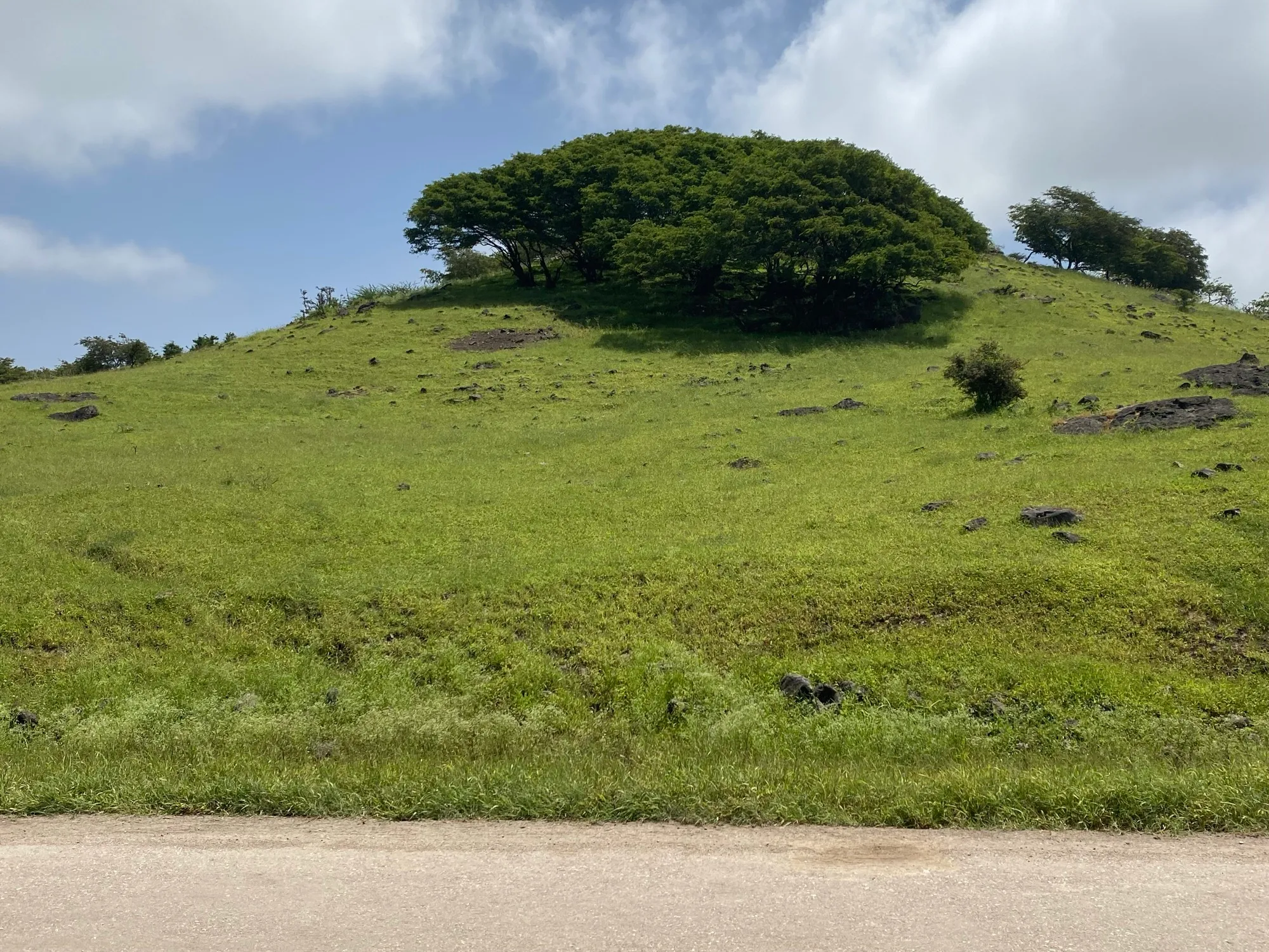 Green khareef-season hillside with trees under cloud near Salalah in Dhofar