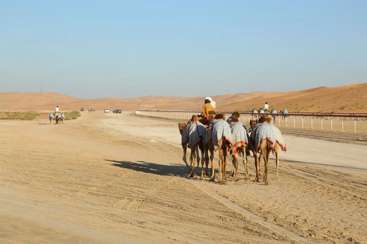 Camels in blankets walking beside the camel race track in the Liwa desert, with tall red dunes behind