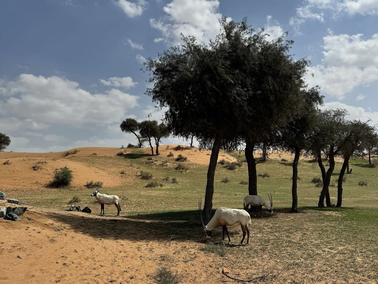 Arabian oryx grazing under desert trees in the Al Wadi desert, Ras Al Khaimah