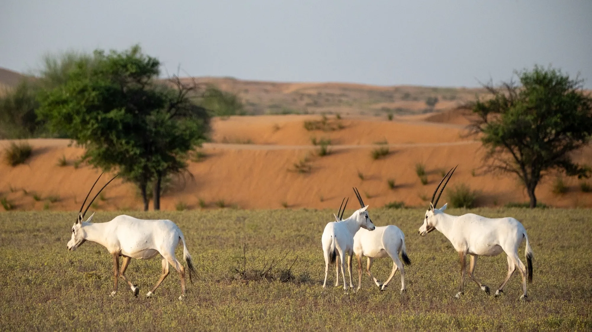 A herd of Arabian oryx standing on sand in the Dubai Desert Conservation Reserve