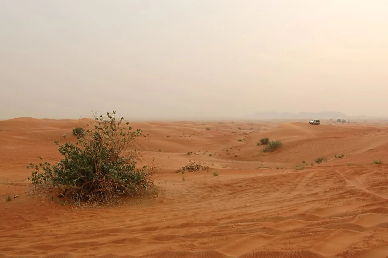Soft, rippled red sand and low desert shrubs in the dunes outside Dubai