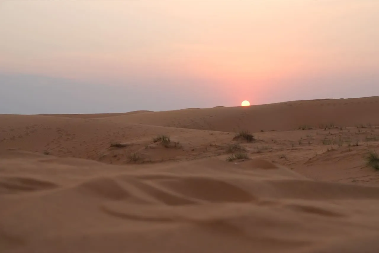 The sun setting over low sand dunes and clumps of desert grass in the Dubai desert